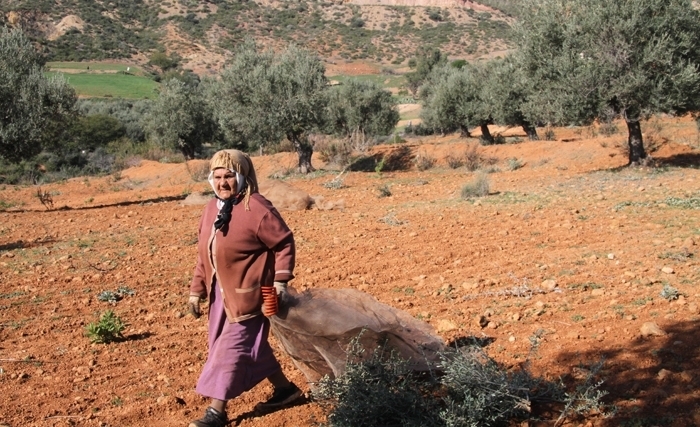 L'oleiculture tunisienne passe à la vitesse supérieure : (Album Photos)
