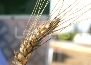 Céréales: Une stratégie pour sauver notre blé