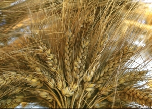 Malgré la sécheresse, une saison de récolte des céréales en Tunisie
