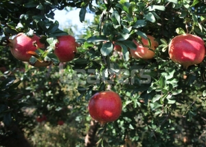 La grenade: un fruit tendance, plein de saveurs et de bienfaits santé