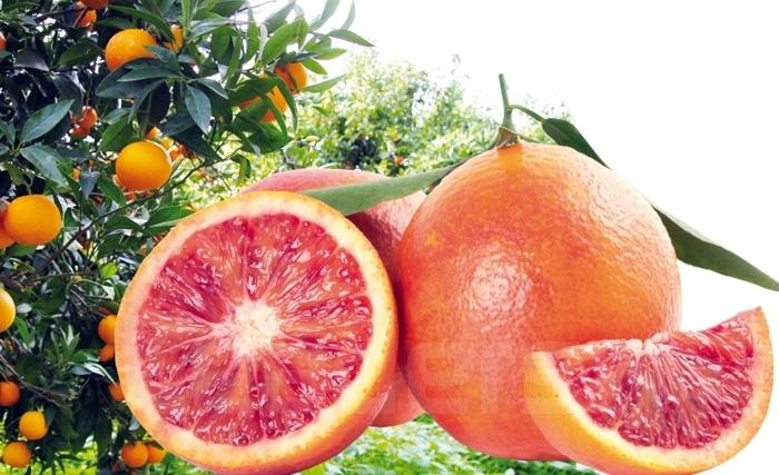  قطـاع القــوارص في تـــونس: وفرة في الإنتاج ونقص في التّرويج