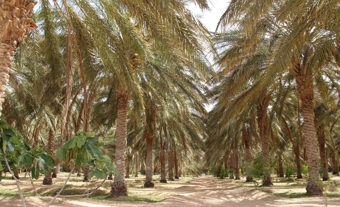 رجيم معتوق: مفخرة الجيش الوطني التونسي