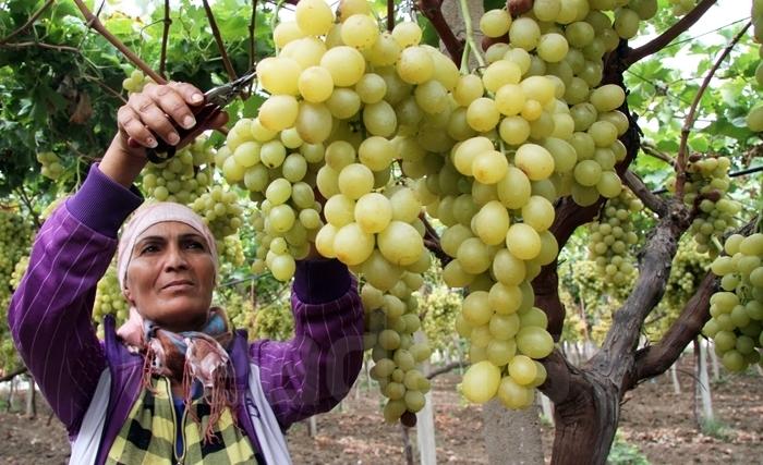 500 ألف إمرأة في تونس يعملن في الفلاحة 