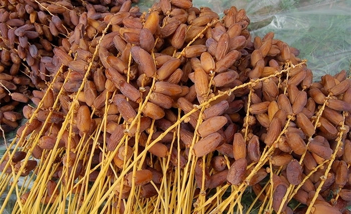 تعليب التمور: غياب التجديد