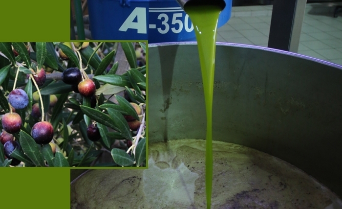 L'huile d'olive, l'or vert de la Tunisie
