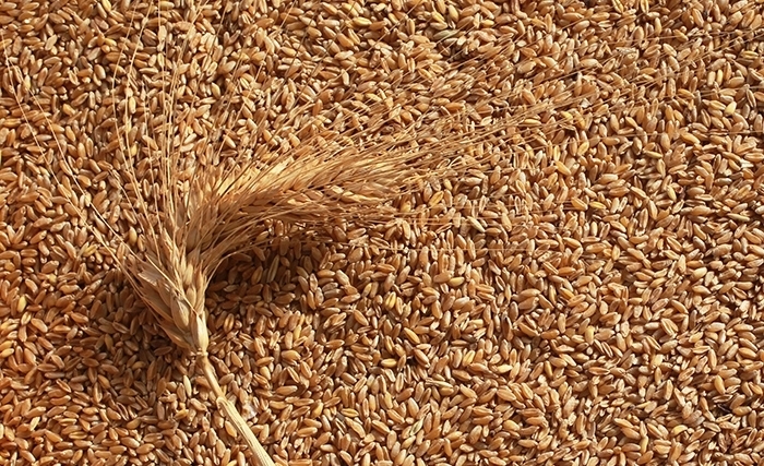Tunisie: Voilà pourquoi il faut augmenter la production nationale et la productivité du blé tendre