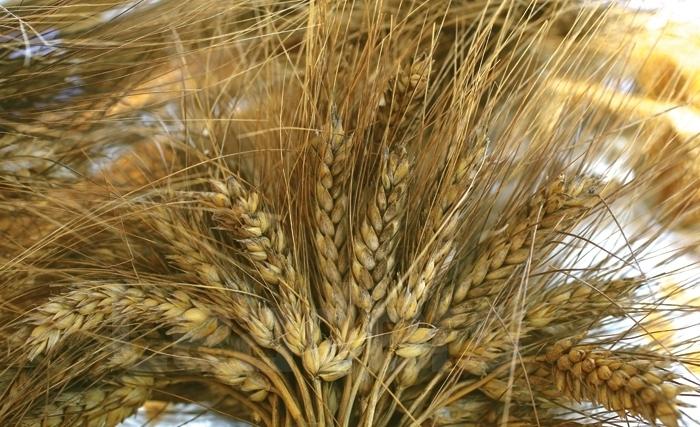 Tunisie: Malgré les pluies du mois de juin la récolte des céréales sera très médiocre