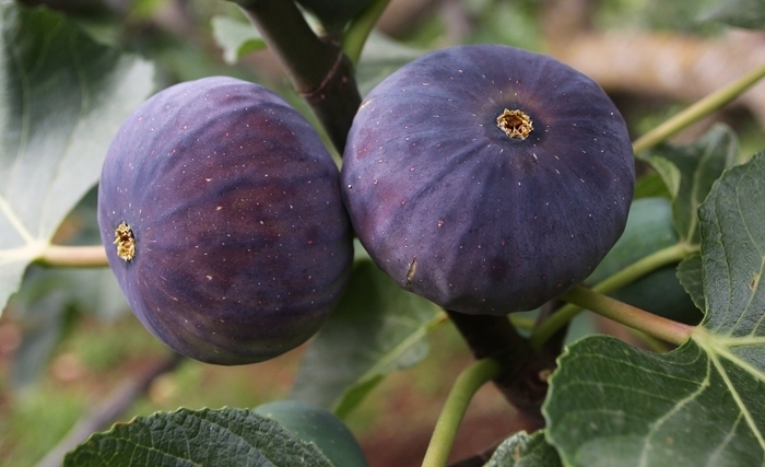 Ridha Bergaoui: La figue, un fruit exceptionnel, super bon