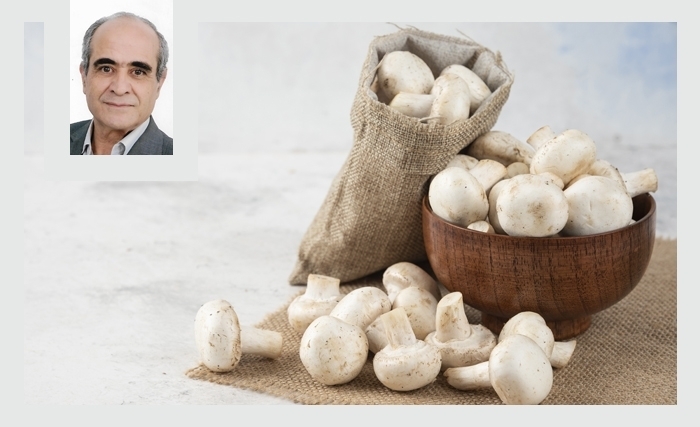 Les champignons comestibles: Un excellent aliment qui a tout pour plaire Les champignons comestibles: Un excellent aliment qui a tout pour plaire