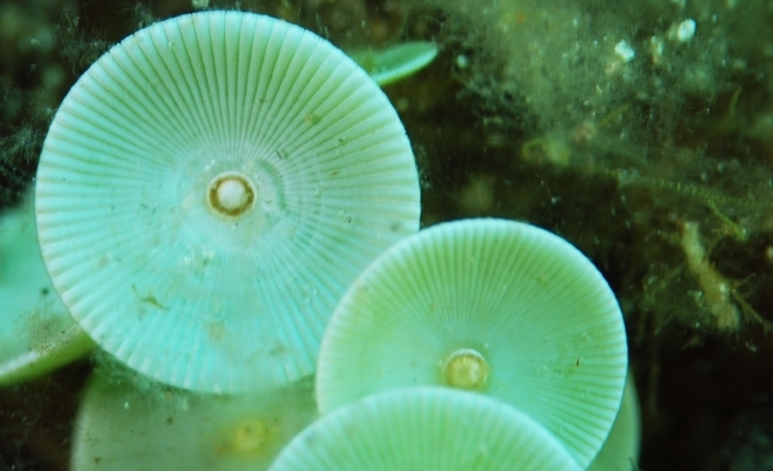 Acétabularia, joyau unicellulaire des îles Kerkennah: de la biologie marine à la pédagogie scientifique Acétabularia, joyau unicellulaire des îles Kerkennah: de la biologie marine à la pédagogie scientifique