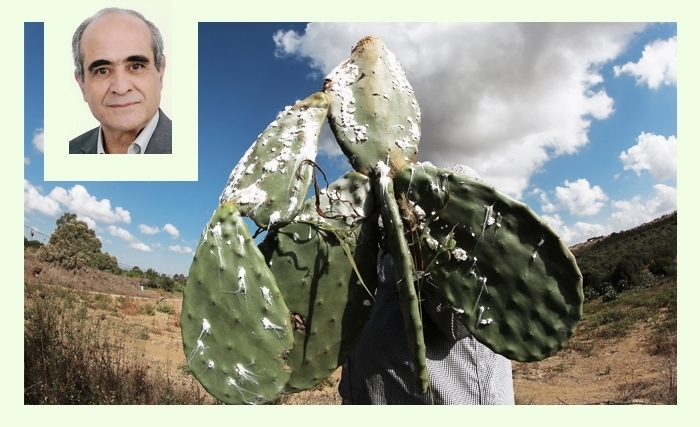 La cochenille du cactus en Tunisie: un ennemi redoutable et une menace persistante