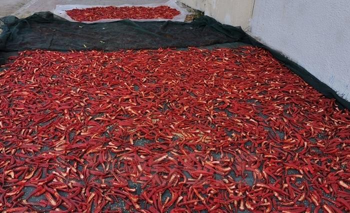 Nabeul célèbre la harissa dans toutes ses vertus Nabeul célèbre la harissa dans toutes ses vertus