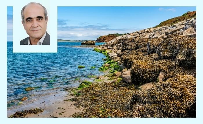 Les banquettes de posidonie, souvent mal perçues, pourraient sauver nos plages