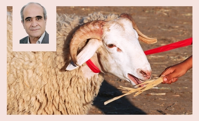Prix du mouton de l’Aïd en Tunisie, reflet d’un modèle d’élevage à bout de souffle