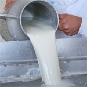 La crise du lait en Tunisie (Album photos)