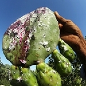 La cochenille du cactus en Tunisie: un ennemi redoutable et une menace persistante (Album photos)