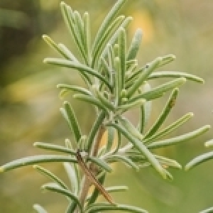 Le romarin en Tunisie: Une ressource stratégique et une filière d’avenir 