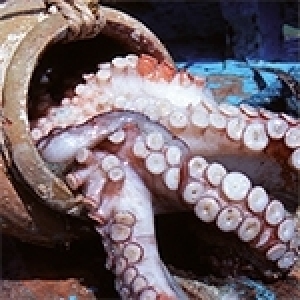 Le poulpe: Un plat raffiné et une ressource sous pression