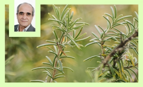 Le romarin en Tunisie: Une ressource stratégique et une filière d’avenir 