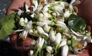 Les fleurs de bigaradier, du zhar pour la Tunisie