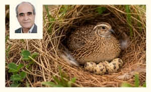 La caille domestique: Un grand potentiel nutritionnel et économique peu exploité